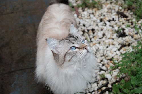 Free Siberian Cat with Blue Eyes Stock Photo