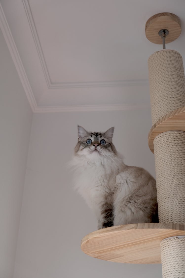 Low Angle Shot Of A Cat On A Cat Tree