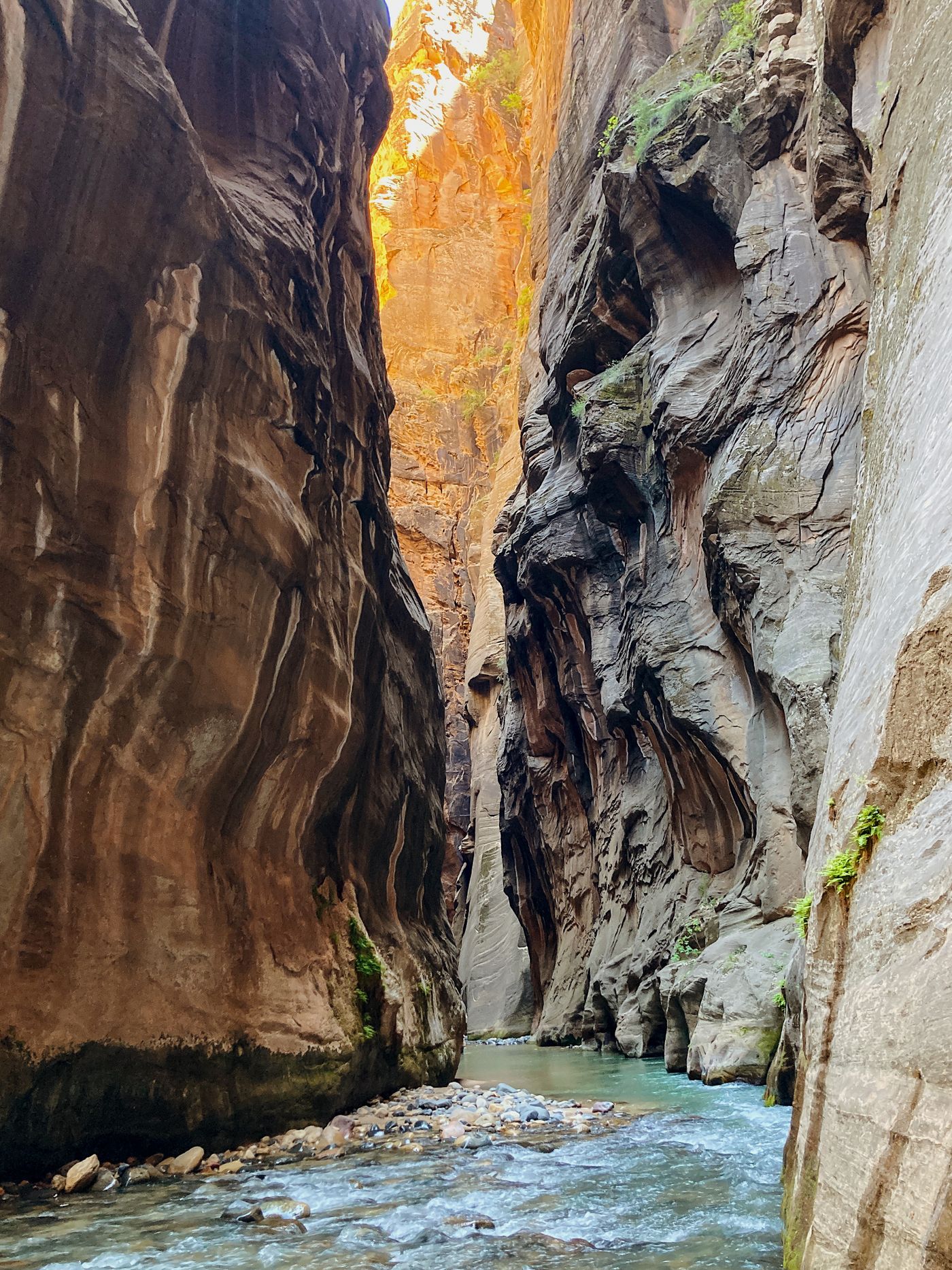 The tight slot canyon of the Narrows, Navajo sandstone stained by mineral seep, Zion National Park, Utah