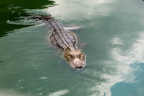 Бесплатное стоковое фото с Аллигатор, вода, дикая природа