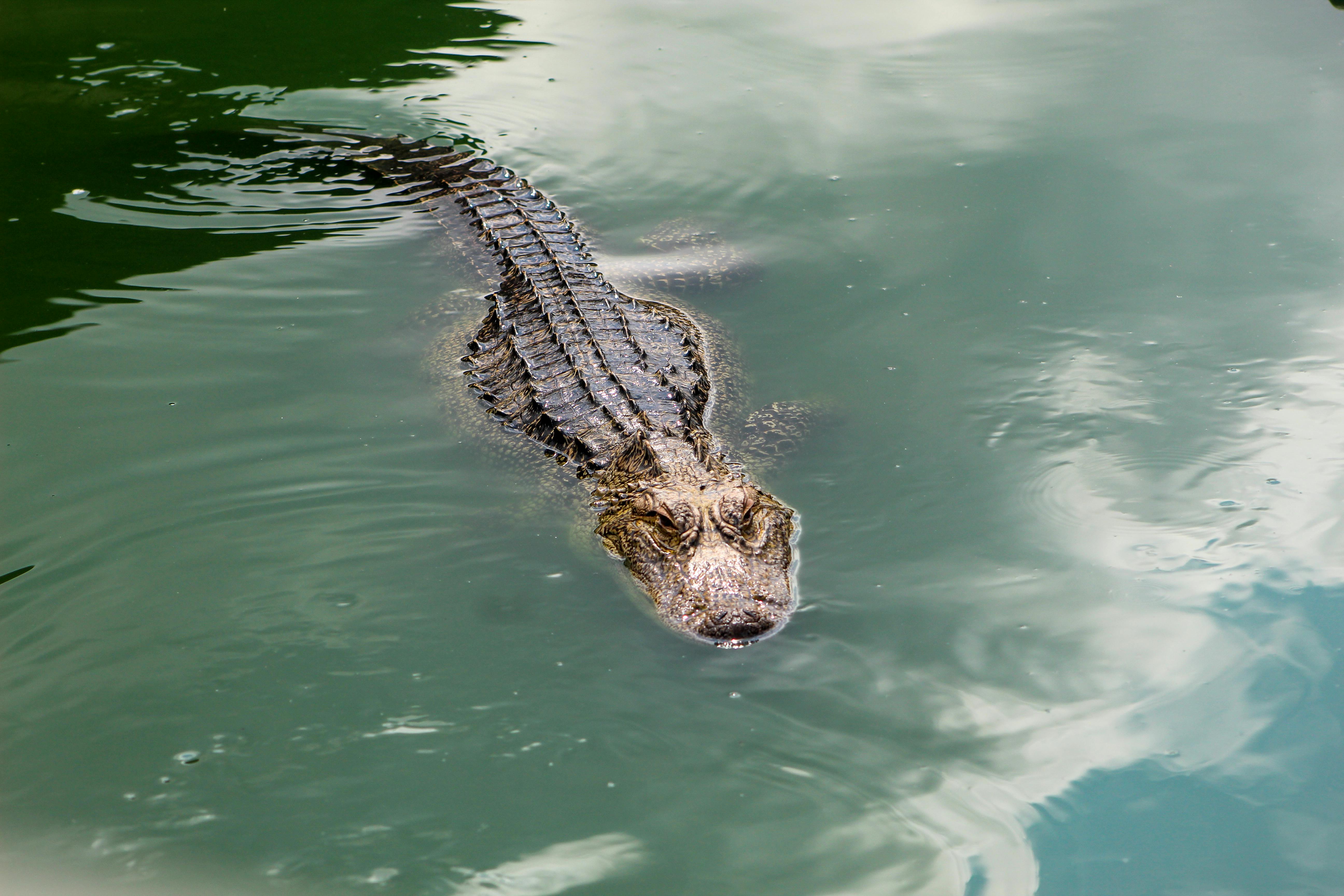 Photo of an Alligator in the Water · Free Stock Photo