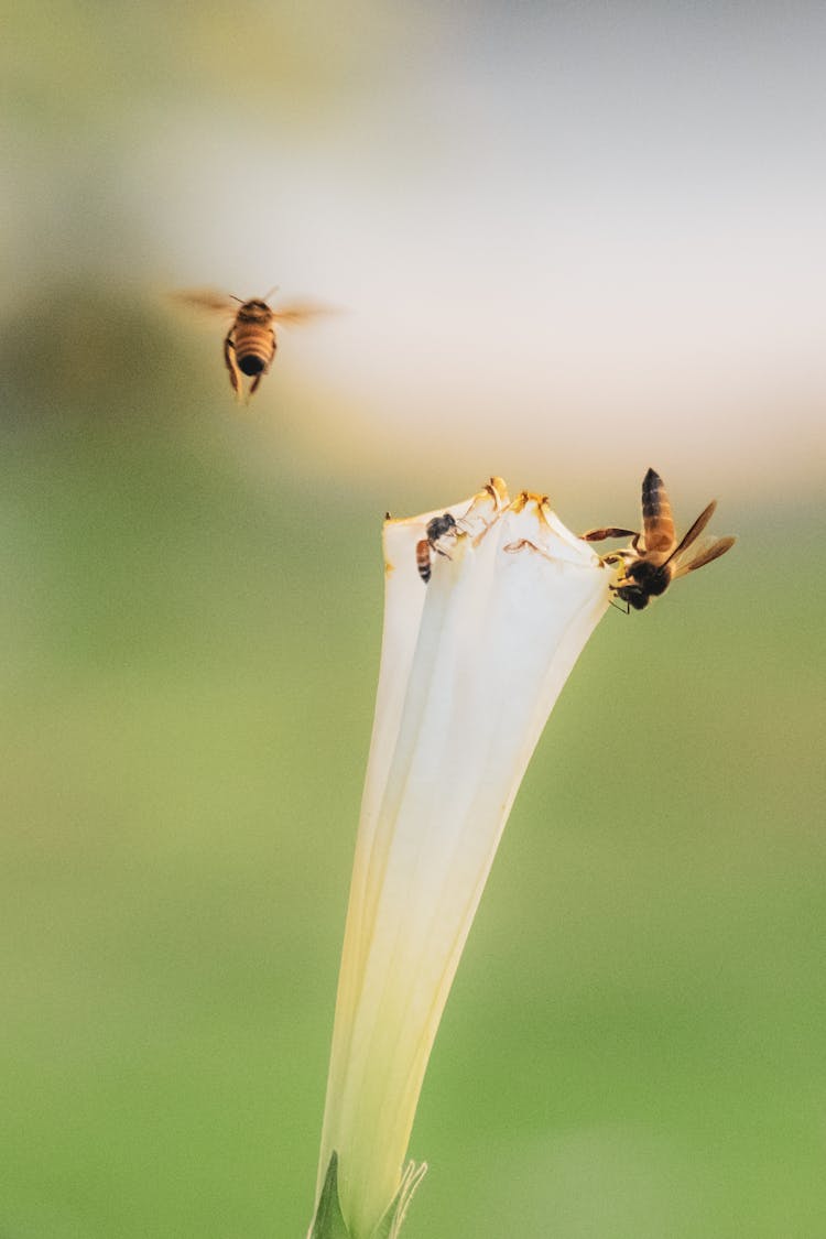 Bees On White Flower