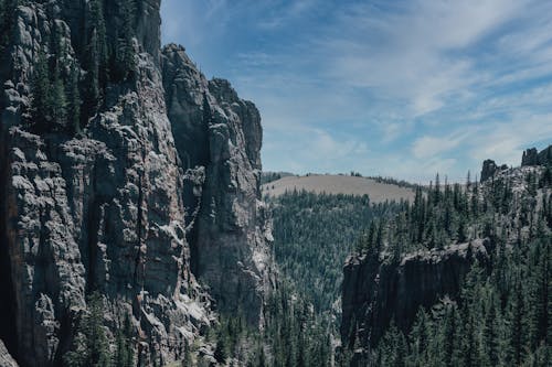 Immagine gratuita di alberi, alto, esterno