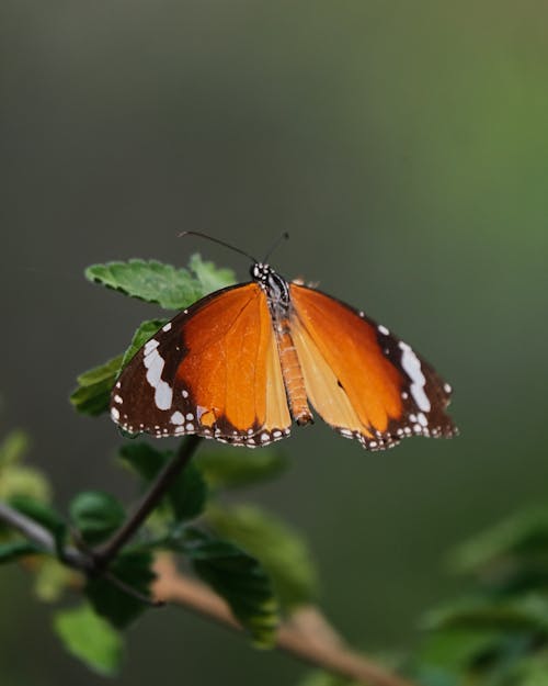Free Close-Up Shot of Palin Tiger Butterfly on Green Plant Stock Photo