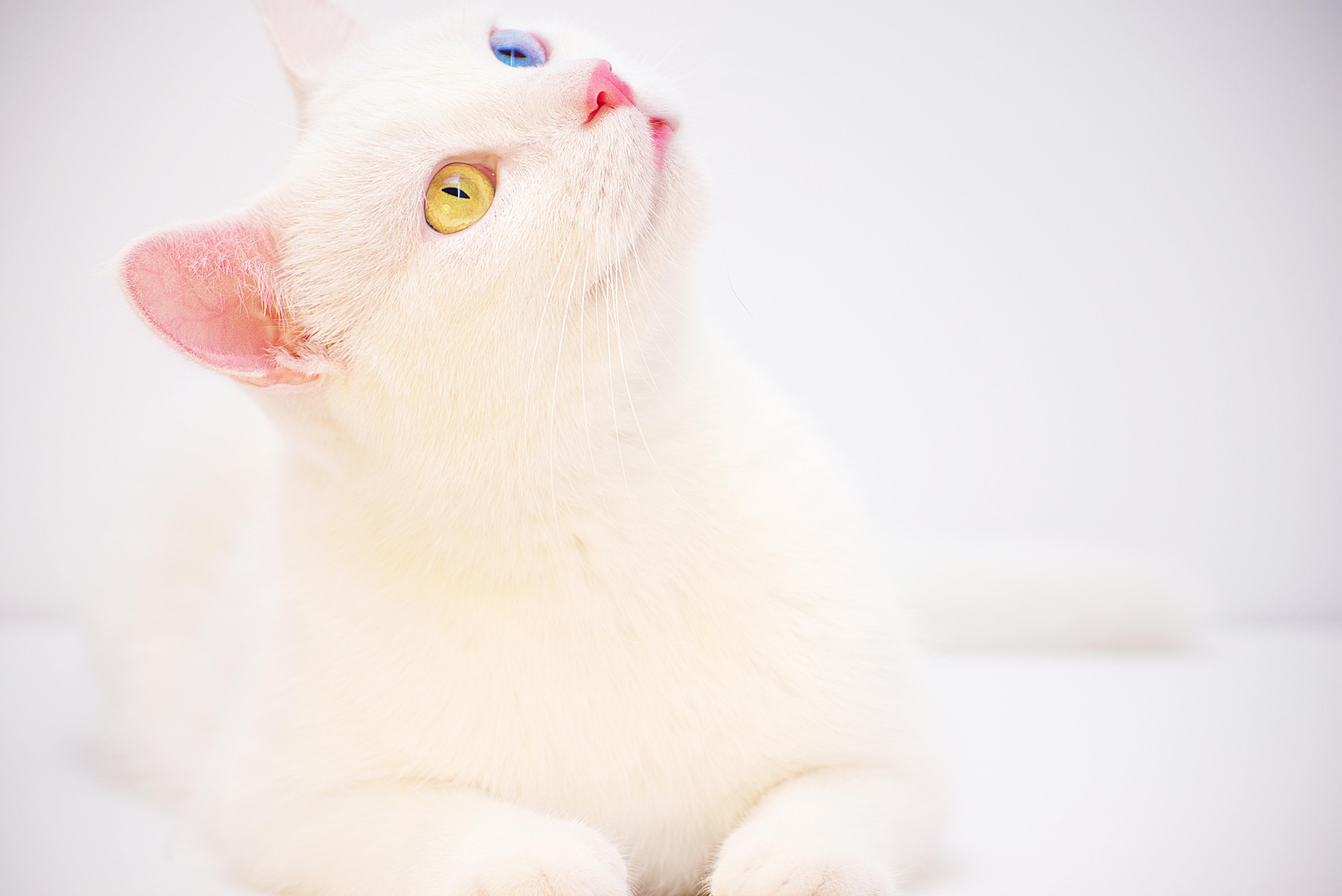 White Cat Kitten Is Standing In Grass Field HD Cute Cat Wallpapers  HD  Wallpapers  ID 62968