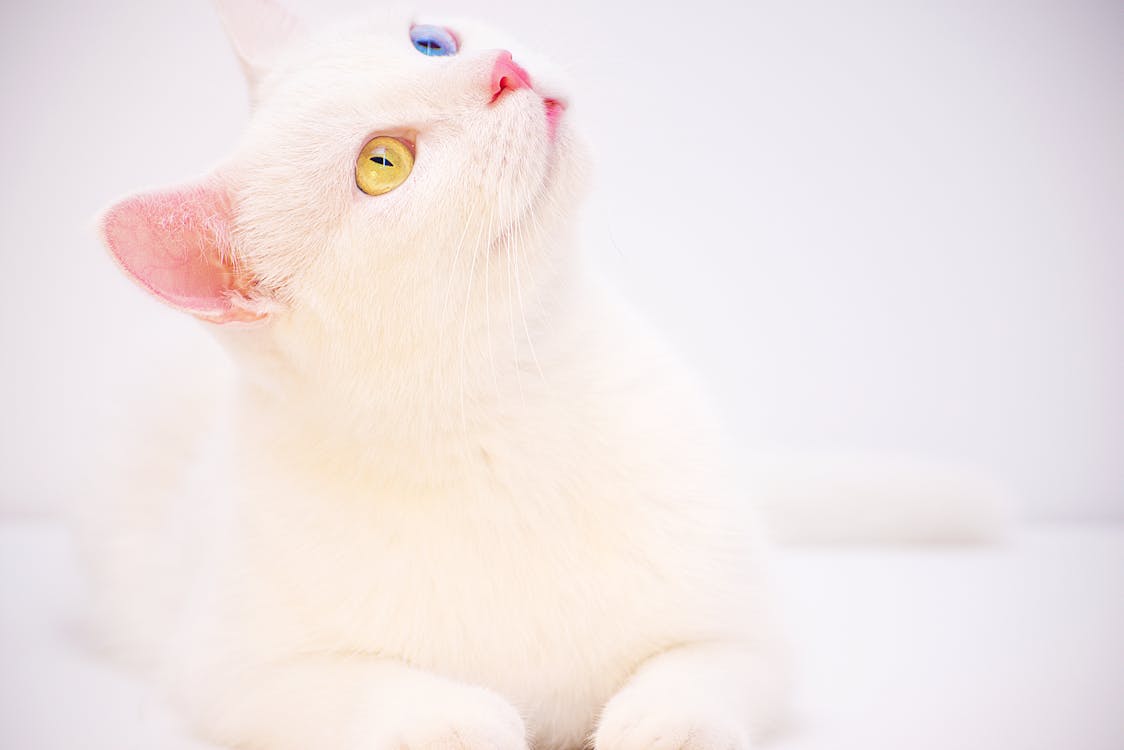 奇特的白猫 免费素材图片