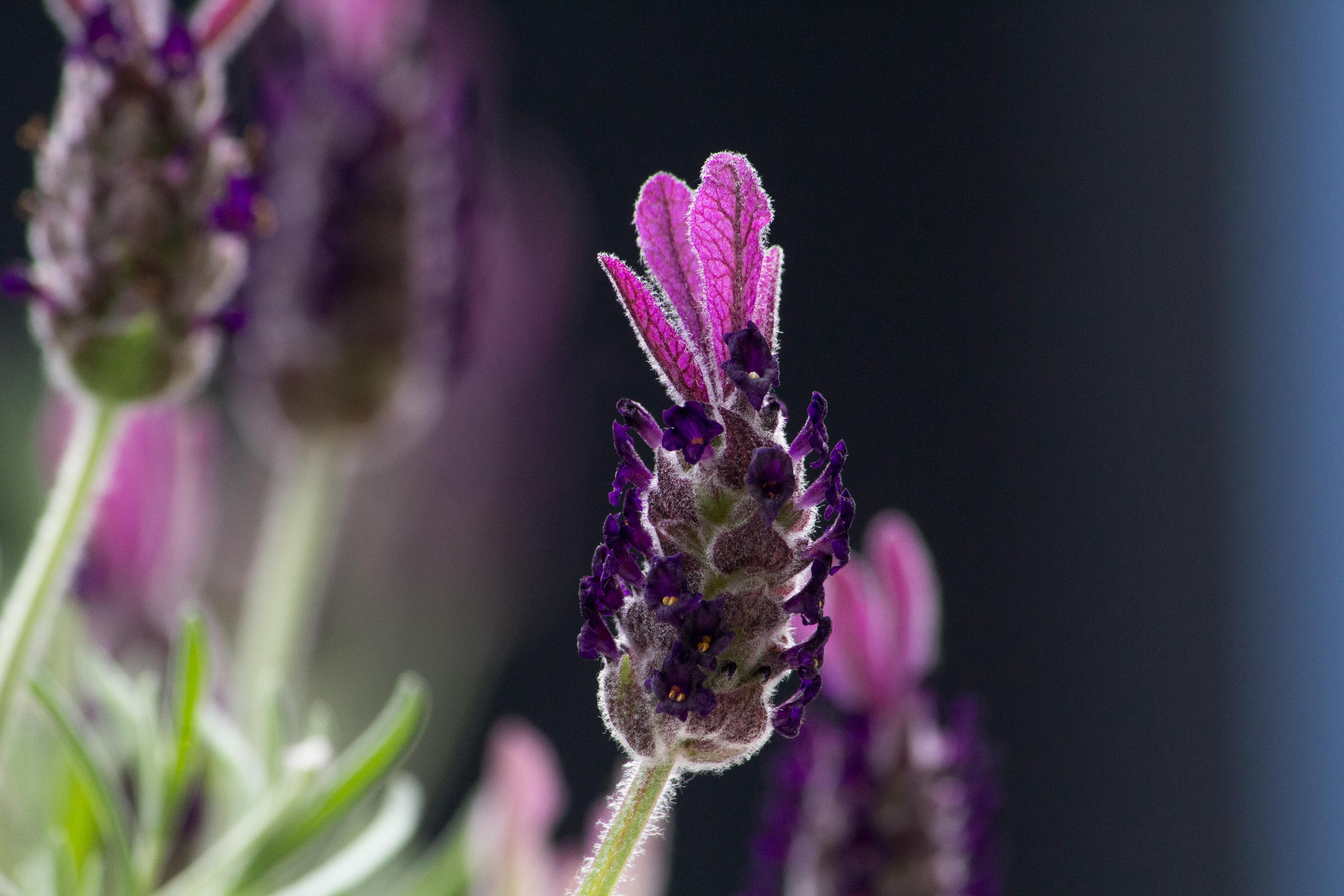 Free stock photo of flower, garden, macro