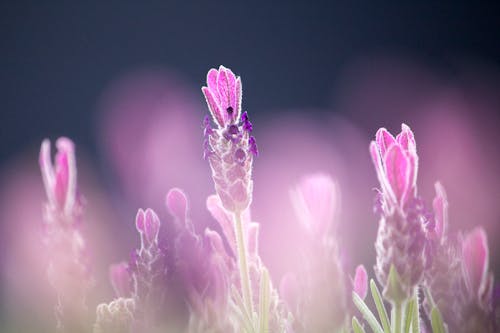 Free Purple French Lavenders Close-up Photography Stock Photo