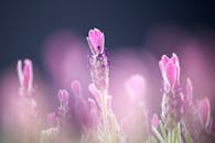 特写镜头以柔和梦幻的焦点，展现了盛开的薰衣草花那充满活力的紫色色调