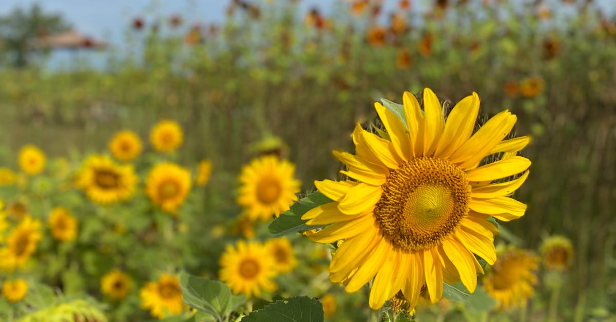 Why is mitosis important for growth and repair briefly