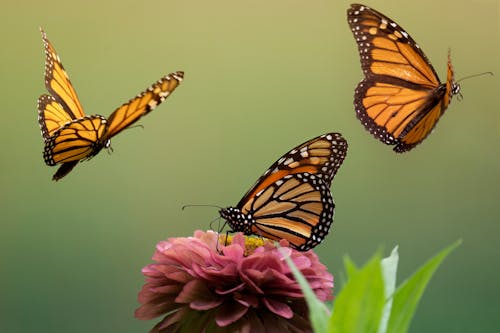 Foto profissional grátis de animais selvagens, borboleta-monarca, borboletas