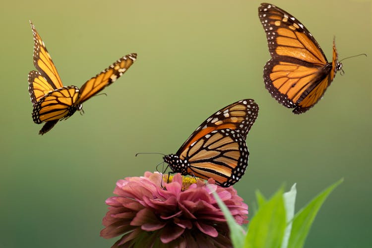 Monarch Butterflies Near A Pinki Flower