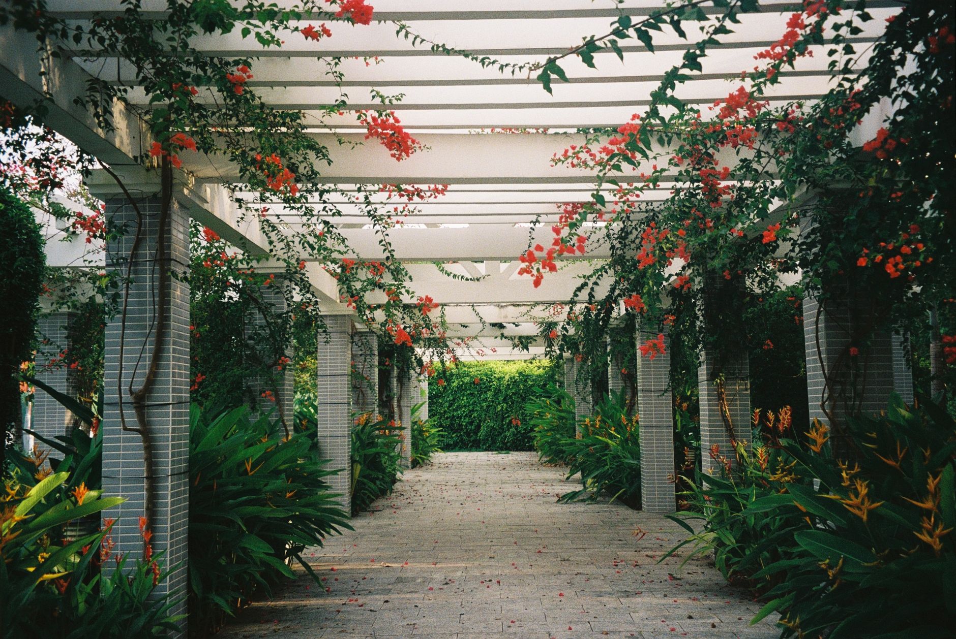 Arbor, Pergola, or Trellis - Build contractors