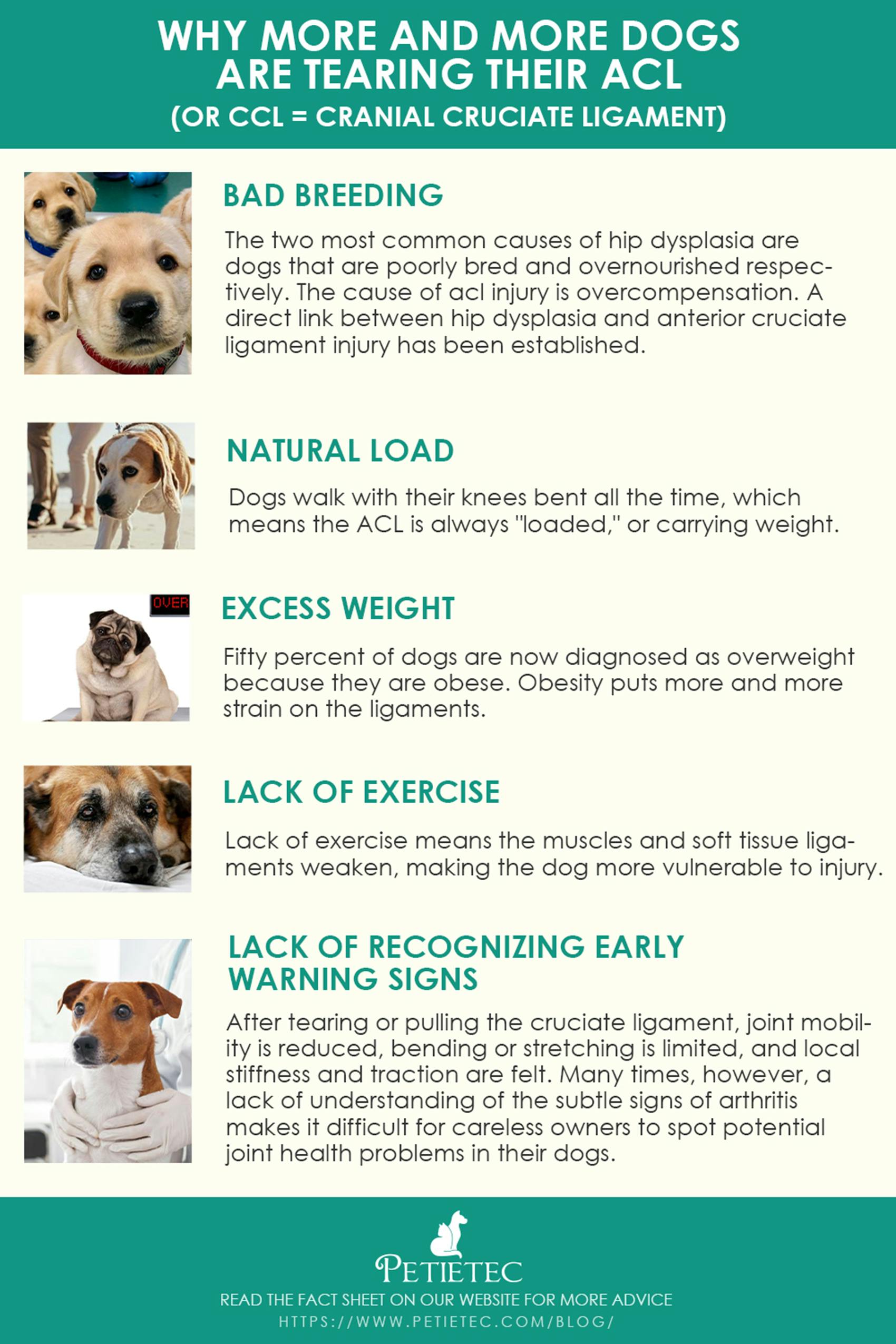 Why Do So Many Dogs Tear Both ACL？ How Do I Prevent My Dog's ACL From ...