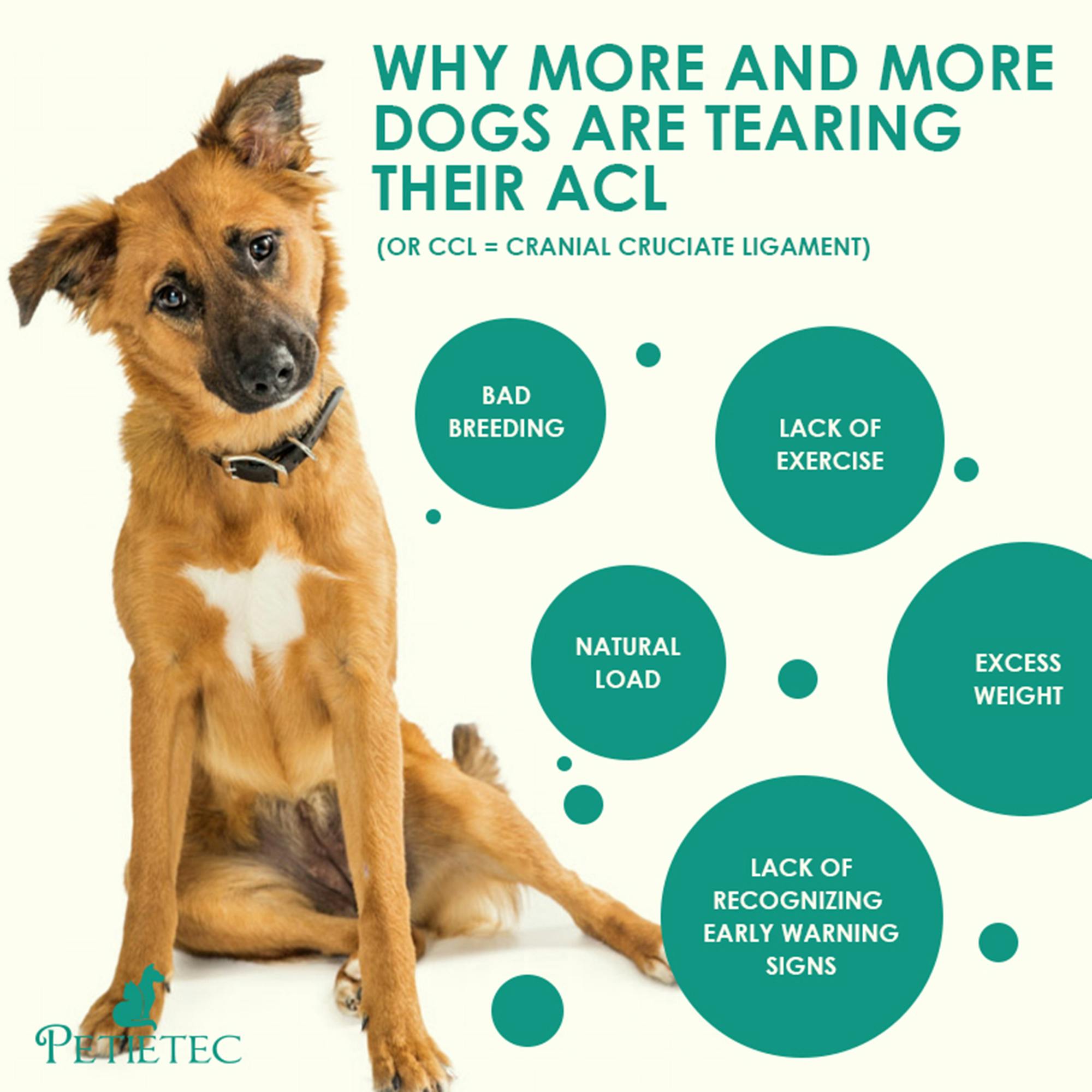 Why do so many dogs tear both ACL？ How do I prevent my dog's ACL from
