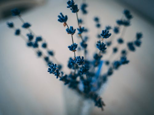 1000 Blaue Blume Fotos Pexels Kostenlose Stock Fotos