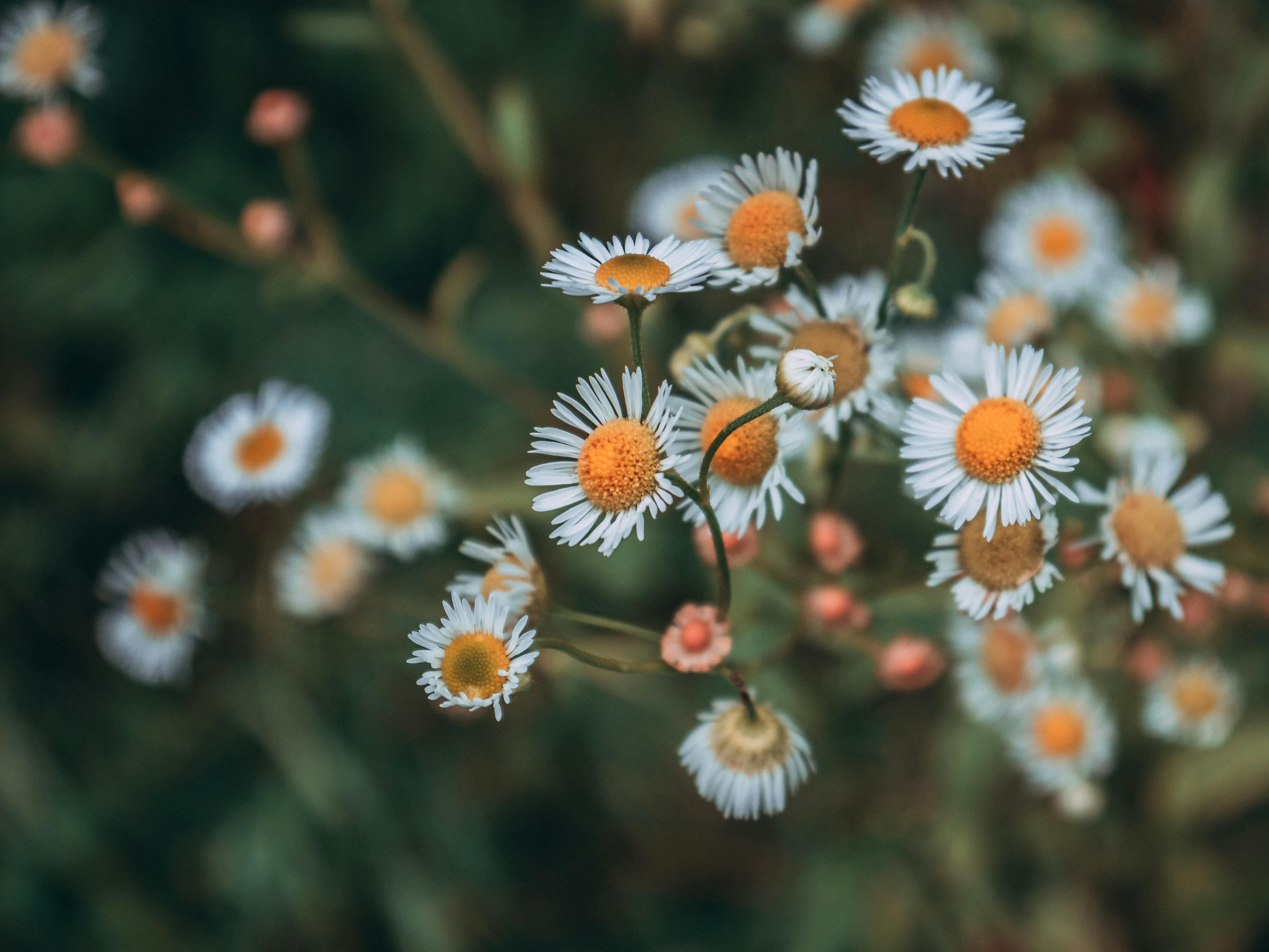 Unduh 770 Wallpaper Bunga Fokus HD Paling Keren Unduh 770 Wallpaper Bunga Fokus HD Paling Keren