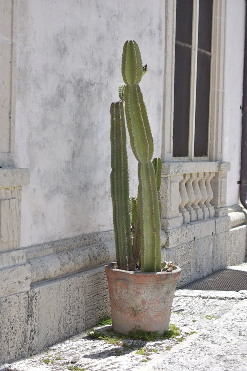 Gratis stockfoto met bloemen, bloempot, cactus