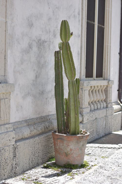 Fotobanka s bezplatnými fotkami na tému črepník, flóra, kaktus