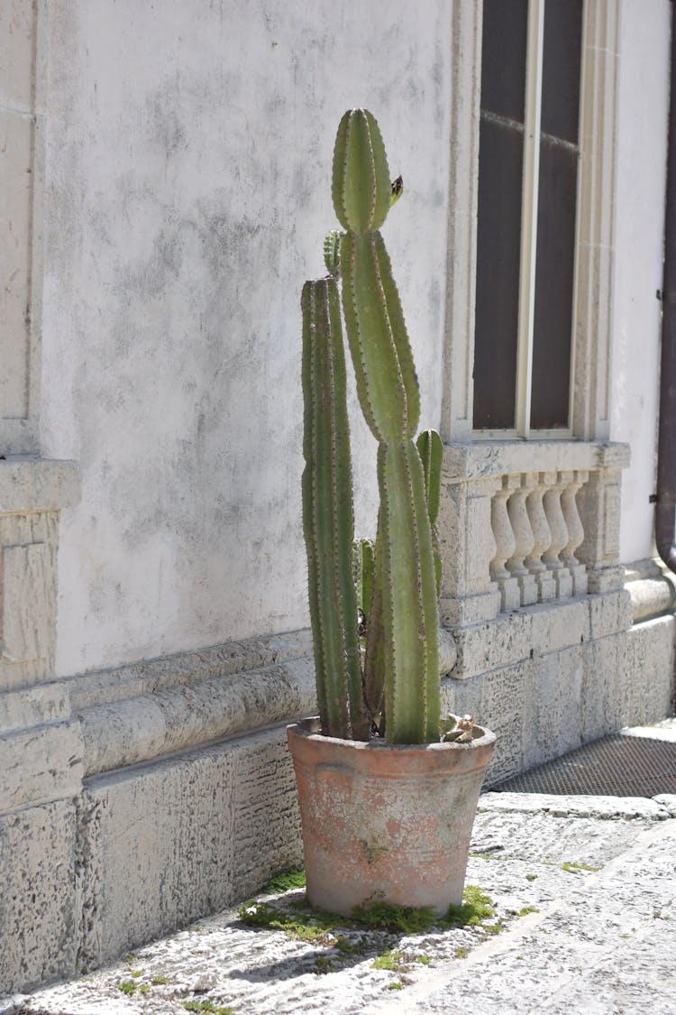 A Green Cactus Plant On A Pot