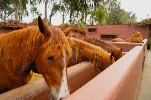 Photo of Brown Horses Eating