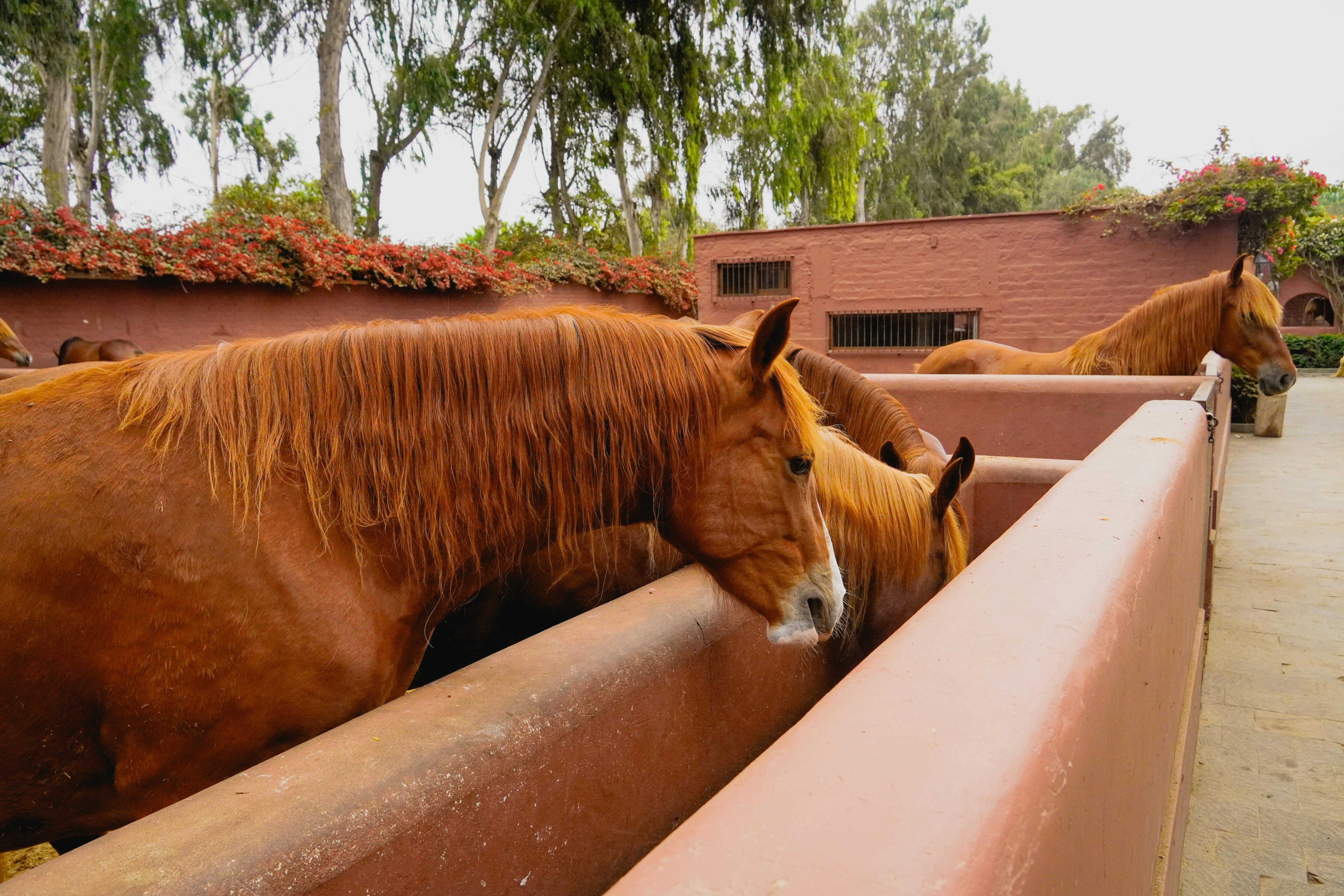 horses-eating-from-trough-free-stock-photo