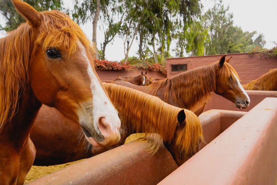 Horses Still Dying on Canada-Japan Slaughter Flights Despite Years of Calls for a Ban