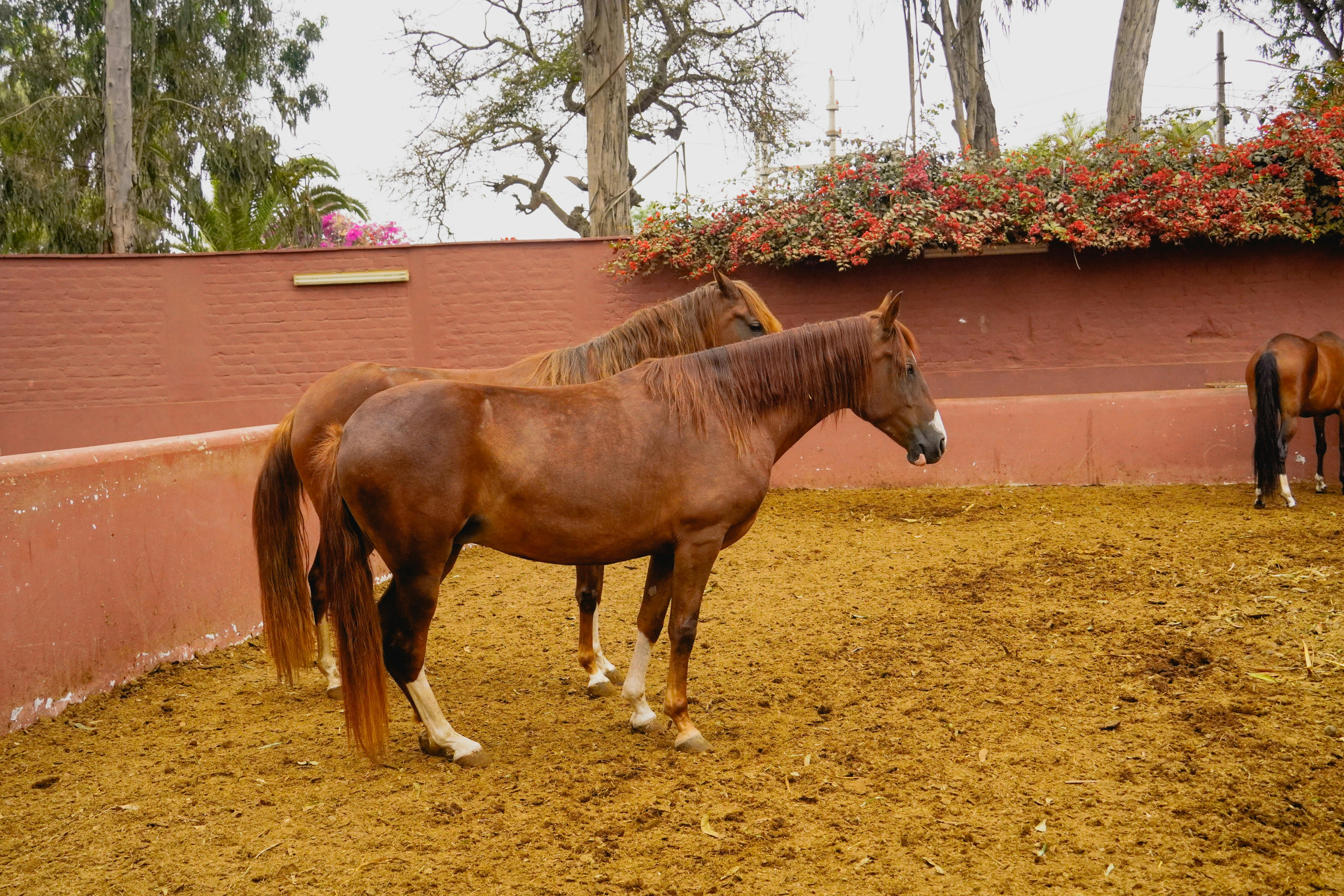 Can you bet on a horse if you own it?