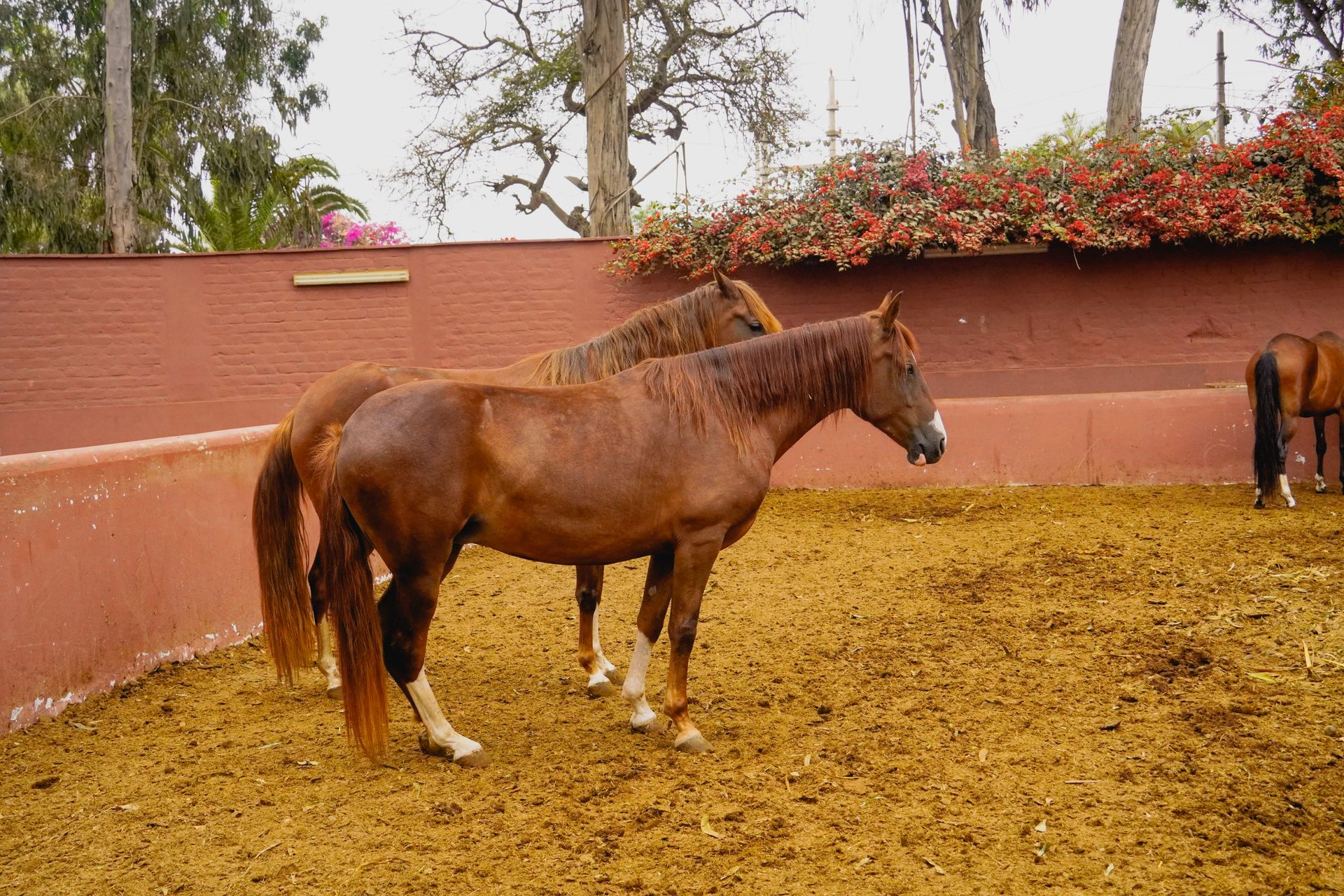 Two chestnut horses stand gracefully in an outdoor enclosure surrounded by trees and blooms.
