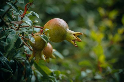 Free Close-up of unripe pomegranates growing on a branch amidst lush green leaves. Stock Photo