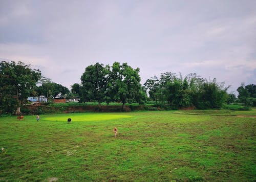 Foto stok gratis bidang pertanian, Desa, hari hujan