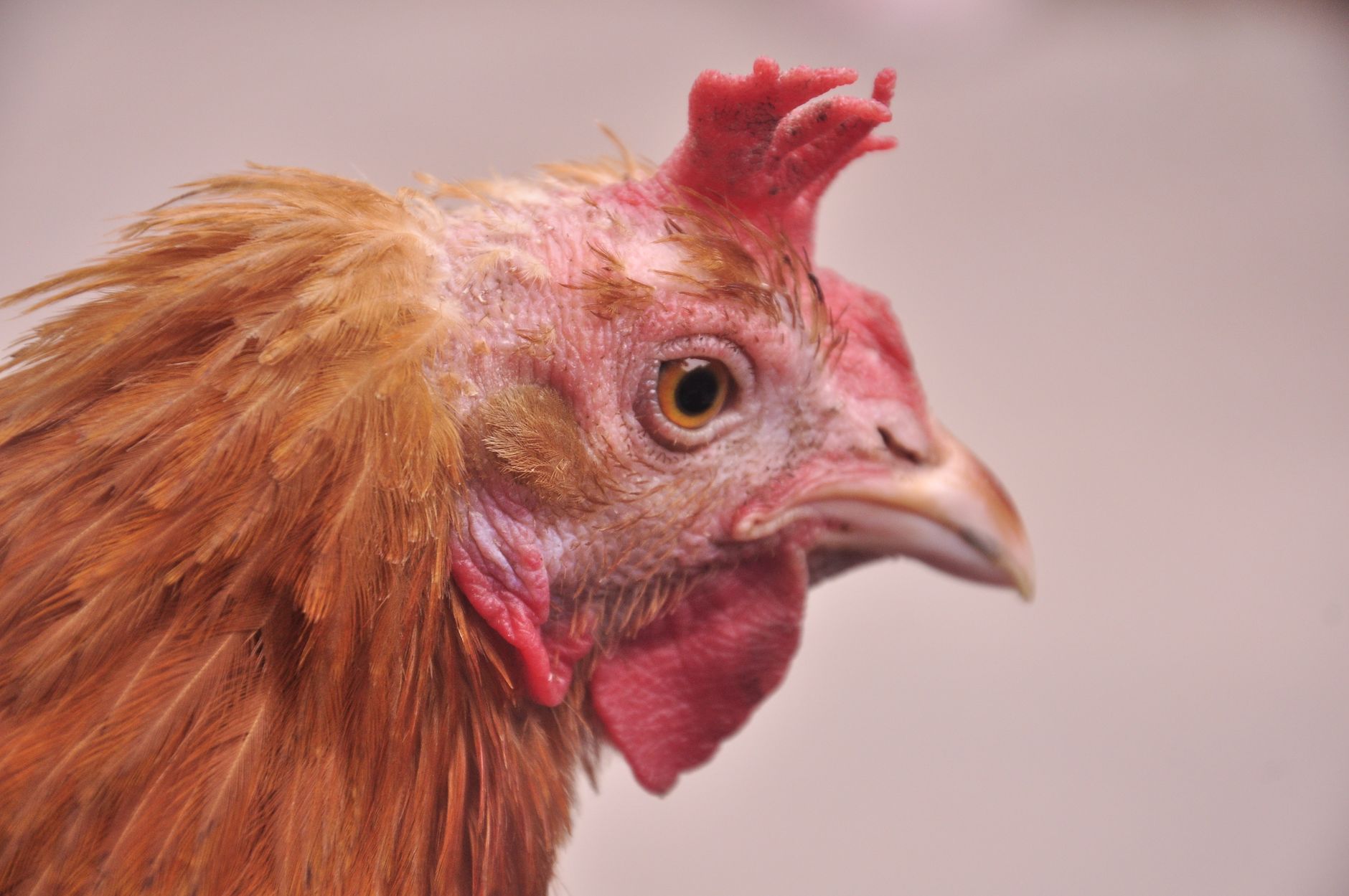 สัตวแพทย์ตรวจสุขภาพไก่ชนในคลินิกชนบท อุปกรณ์สะอาดและบรรยากาศเงียบสงบ
