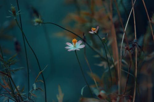 Fotografia Di Close Up Di Petali Di Fiori In Fiore
