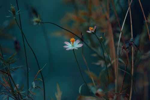 Photographie En Gros Plan De Fleur Pétale En Fleur