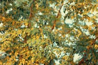 特写镜头中的辣木叶子展现了鲜艳的秋色