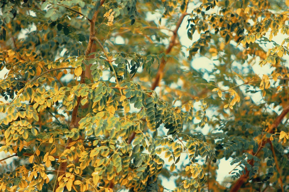 Kelor (Moringa oleifera) - Featured Image