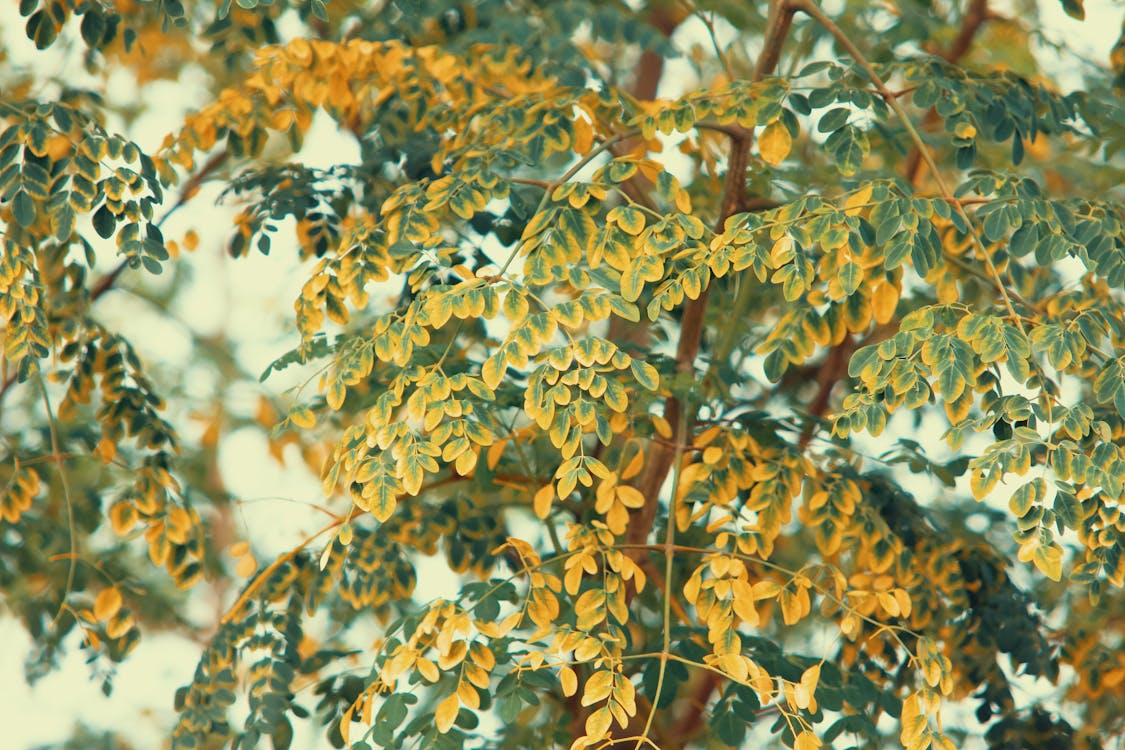 Foto De ángulo Bajo De Moringa Oleifera