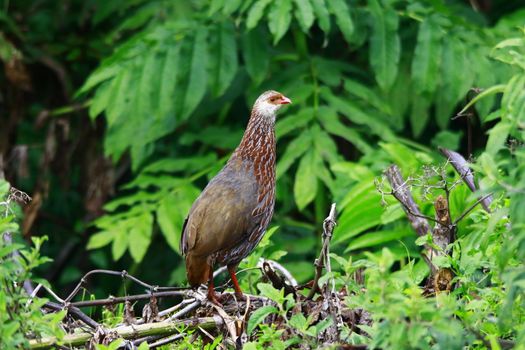 Close-Up of a Francolin 