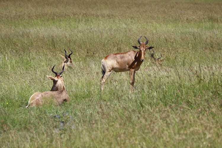 Antelopes On Grass