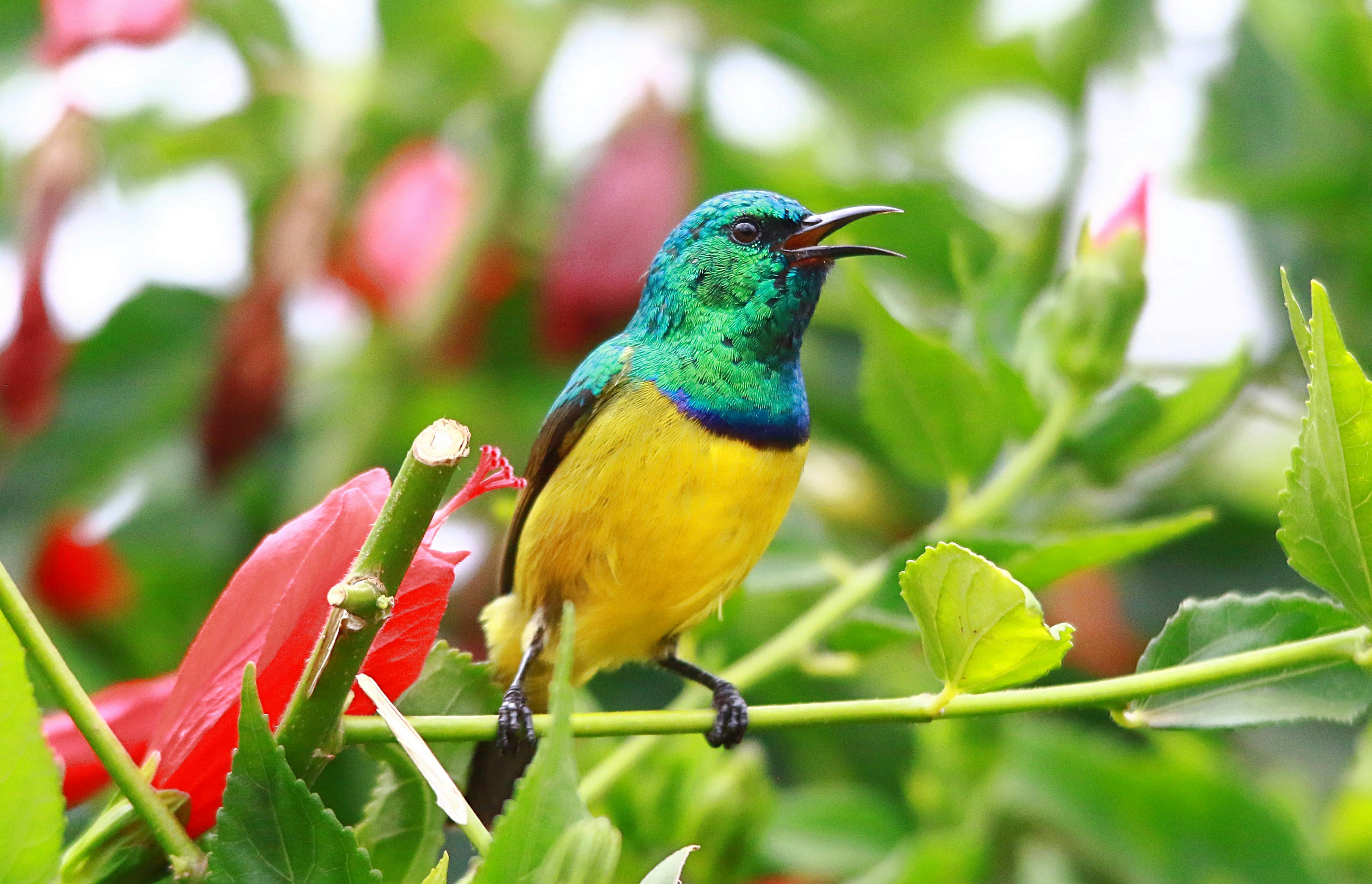 200 Free Sunbird  Bird Images  Pixabay