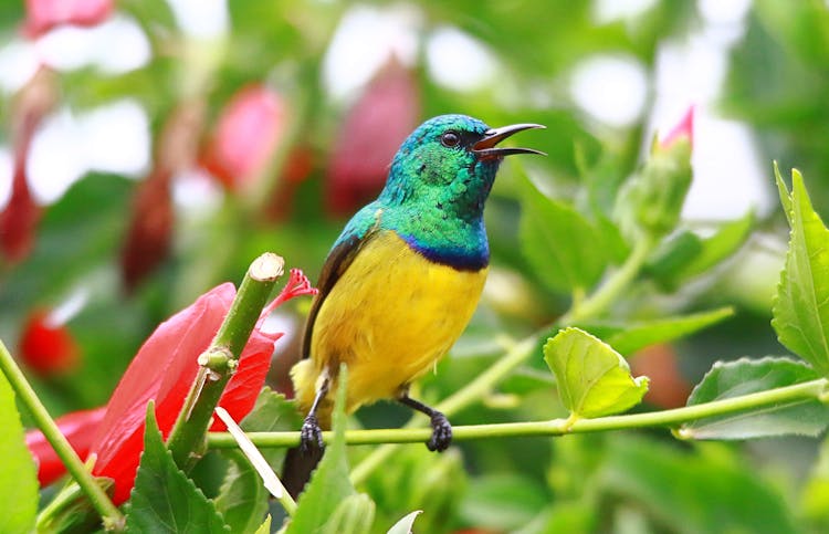 Close-Up Shot Of A Sunbird 