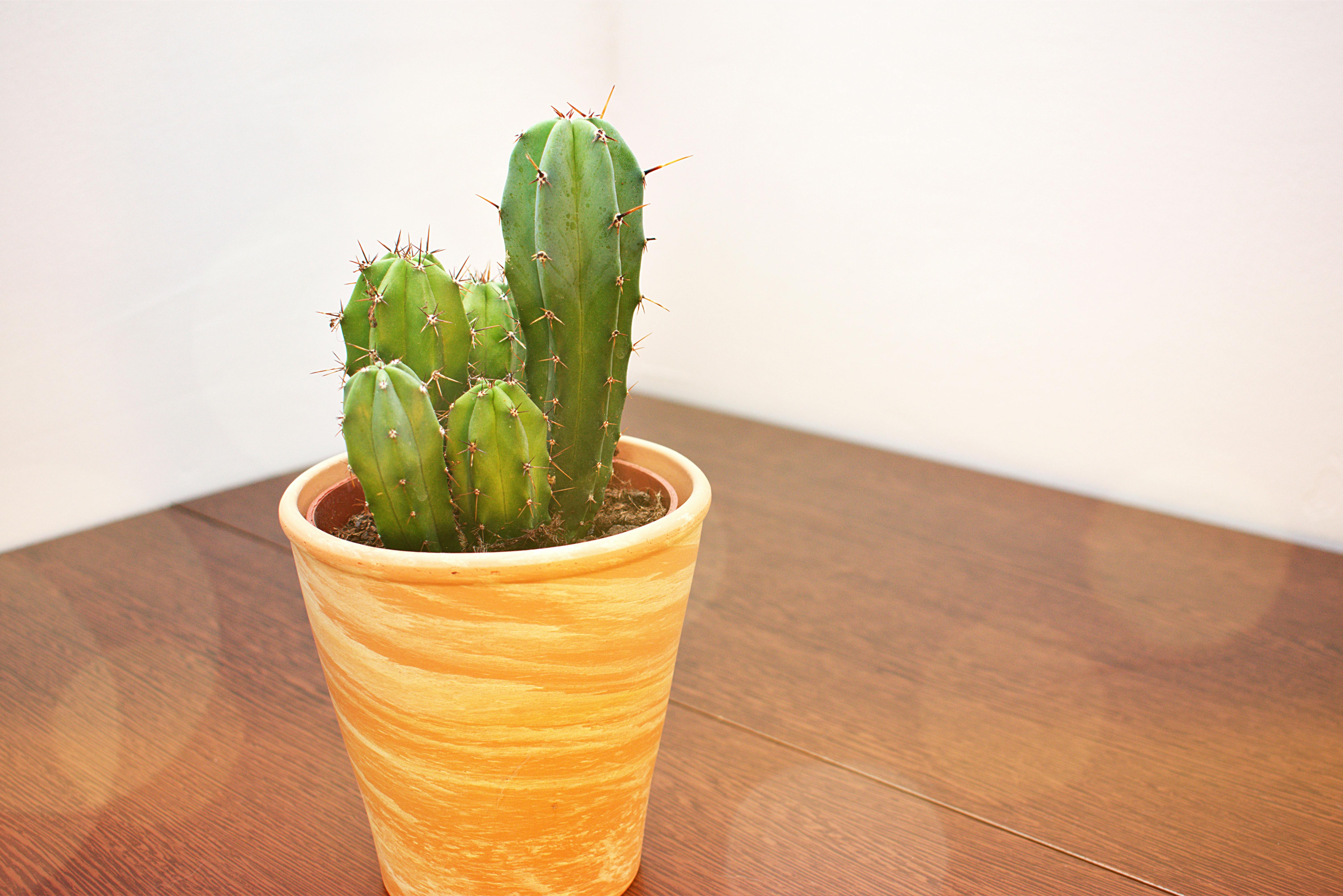 Three Green Assorted Plants in White Ceramic Pots \u00b7 Free Stock Photo