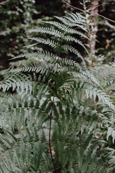 Fern fronds in a forest understory — Ayşin S. on Pexels