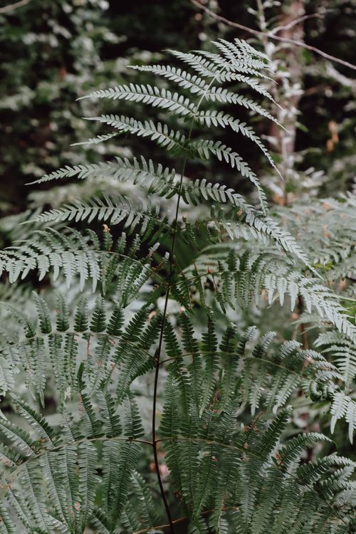 Fern fronds layered in a green understory — photo by Ayşin S. on Pexels