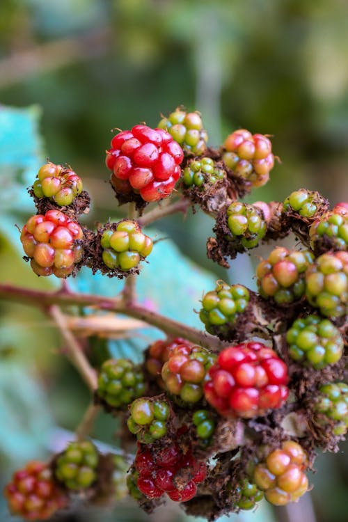 Fotos de stock gratuitas de Blackberry, comida, crecimiento