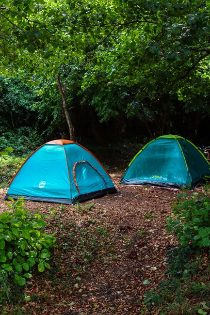 Fotomural Explora un tranquilo campamento en el bosque con dos tiendas vibrantes rodeadas de exuberante vegetación.