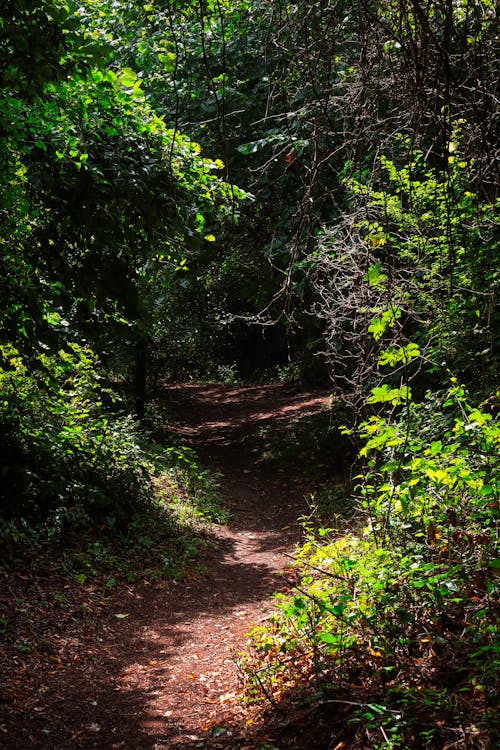 Darmowe zdjęcie z galerii z drzewa, las, natura