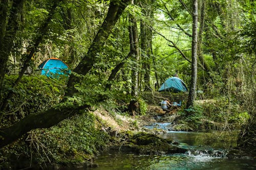 叢林, 天性, 帳篷 的 免費圖庫相片