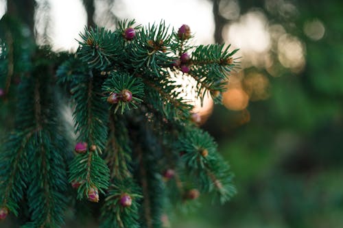 Základová fotografie zdarma na téma barva, bokeh, borová šiška