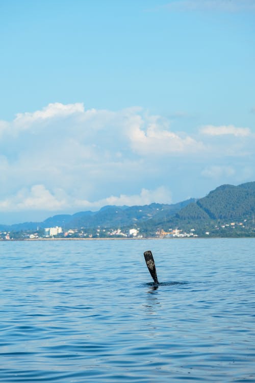 Wood in Lake